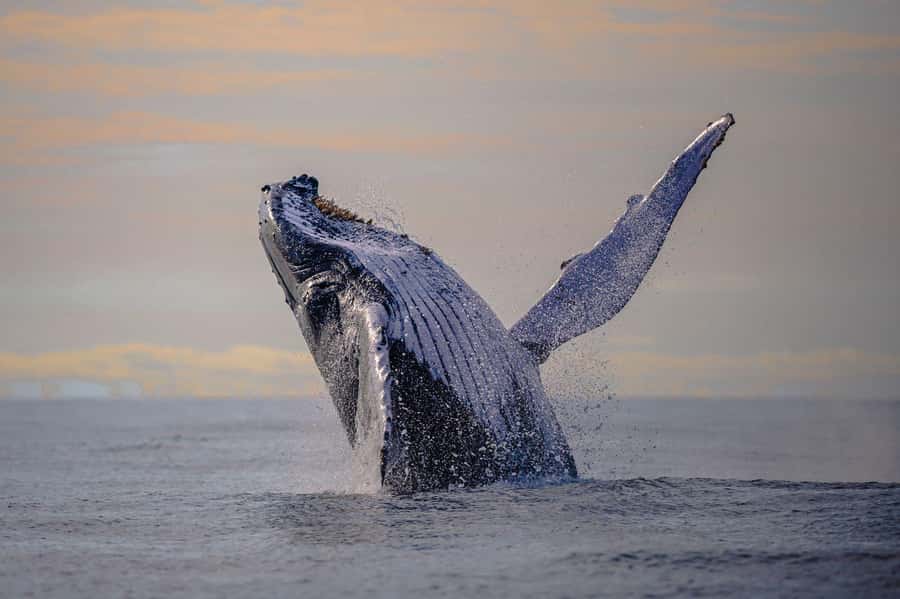 From Cali: Whale Watching Day Trip in Buenaventura - Key points to know before booking
