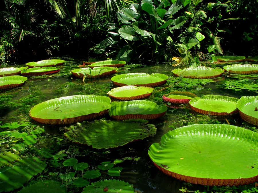From Leticia: Wild Amazonas Adventure 4-Day Tour - Day 4: Natutama and the trip back to Leticia