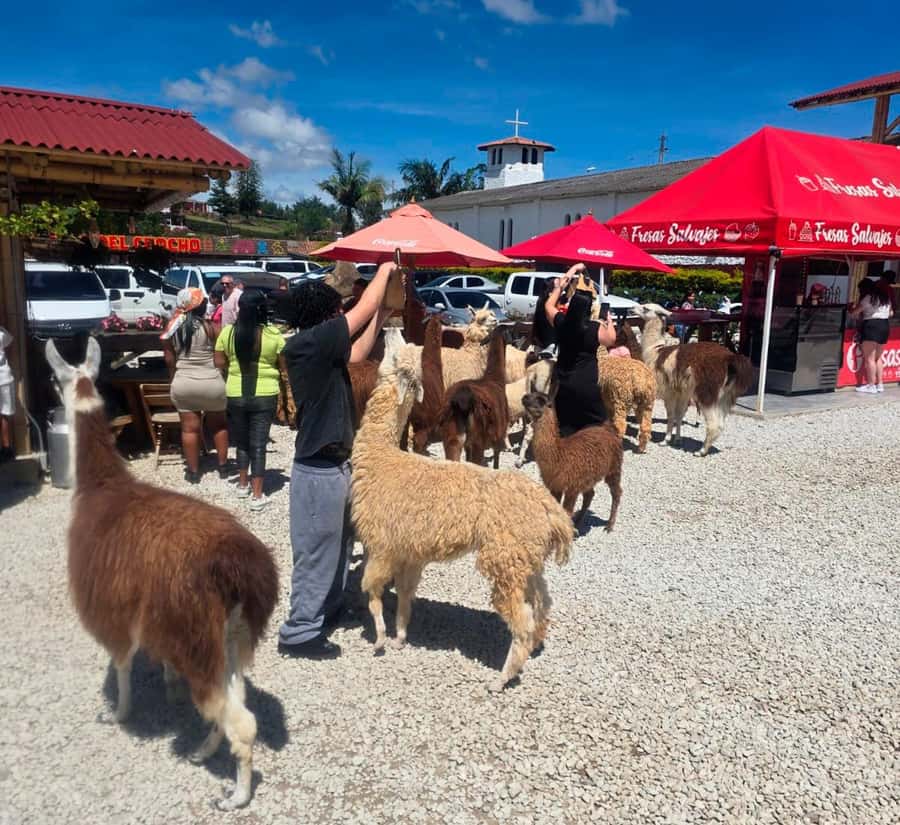 From Medellin: Guatapé & Peñol Rock with Boat & farm animals - Key Points to Know Before You Book