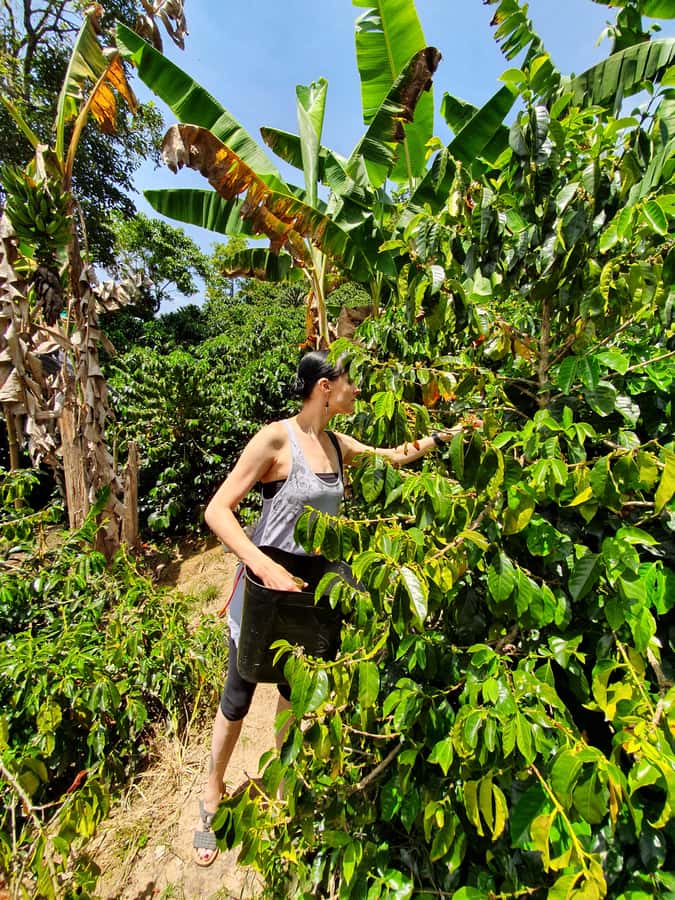 From Medellin: Private Envigado Coffee Tour with Tastings - Who should book this Envigado coffee tour?