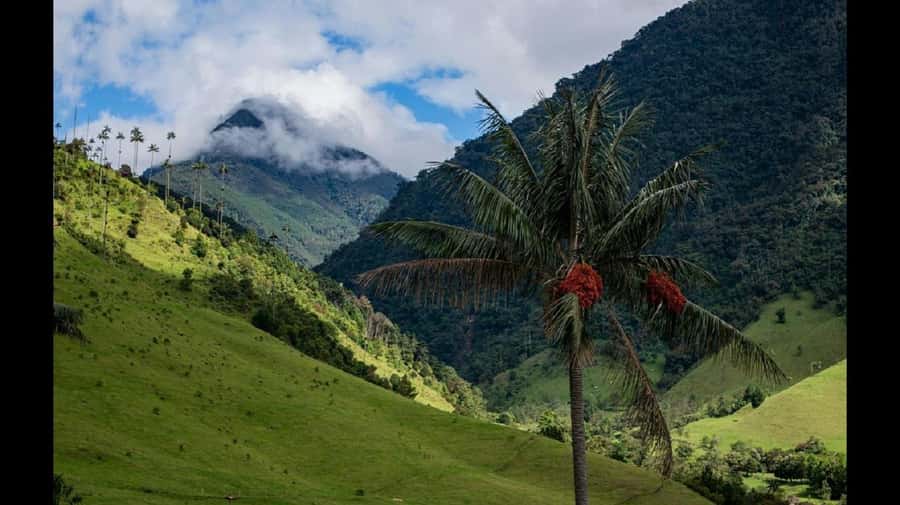 From Salento: Cocora Valley Hiking Tour with Lunch - Photo time among the palms