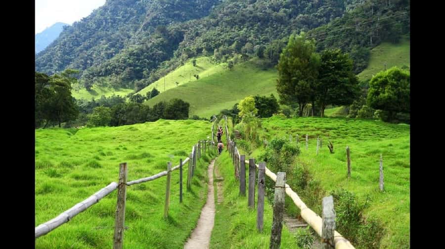 From Salento: Cocora Valley Hiking Tour with Lunch - Meeting in Salento at 9:00 am