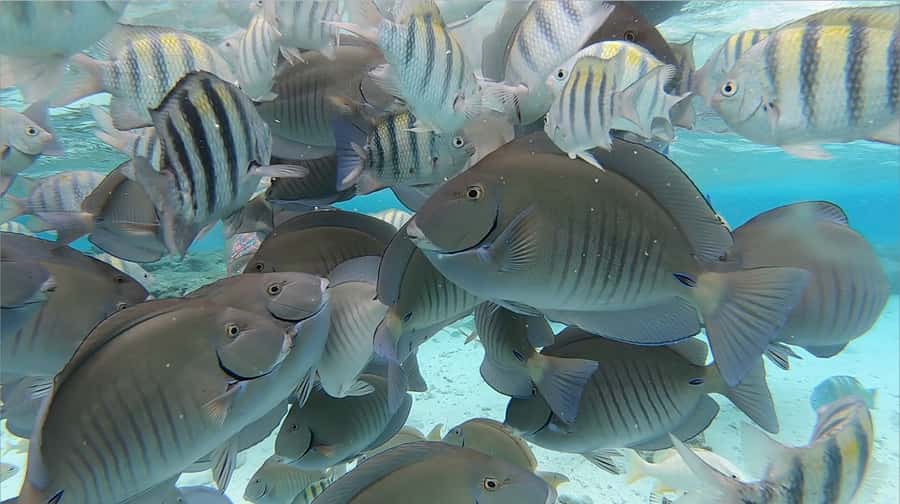 From San Andres: Cayo Acuario Tour - Key points before you book