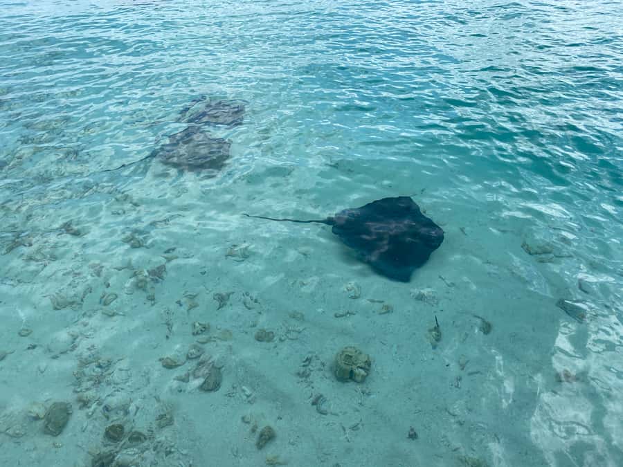 From San Andres: Cayo Acuario Tour - Fish watching without supplied equipment