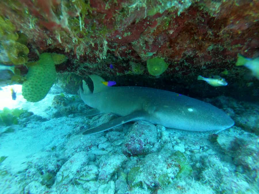 From San Andres: Cayo Acuario Tour - Crowds, water clarity, and the real feel of the key