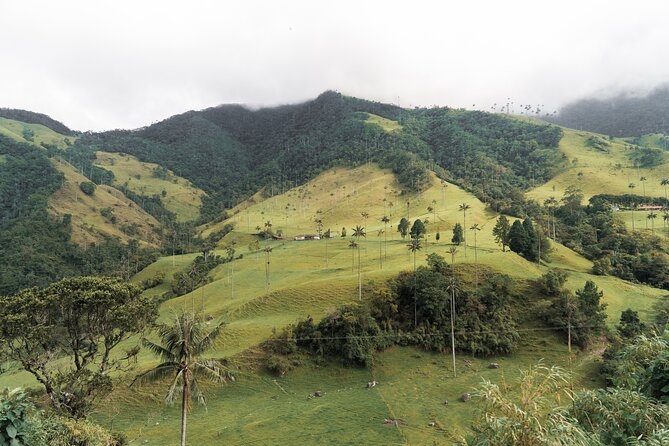 Full Day Climbing The Cocora Valley with Lunch - The first look at Colombia’s wax palms