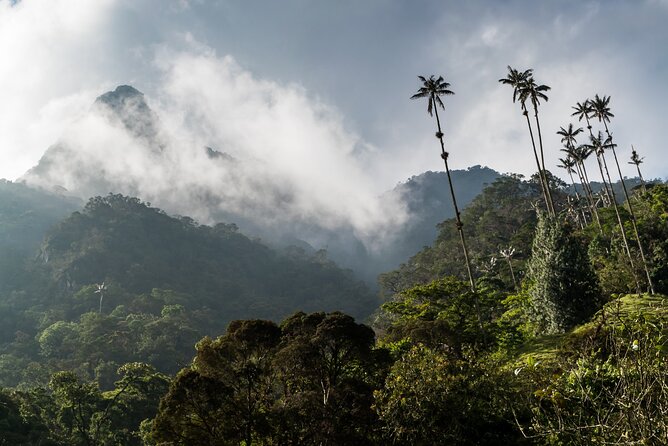 Full Day Climbing The Cocora Valley with Lunch - Guides who turn a walk into a learning experience