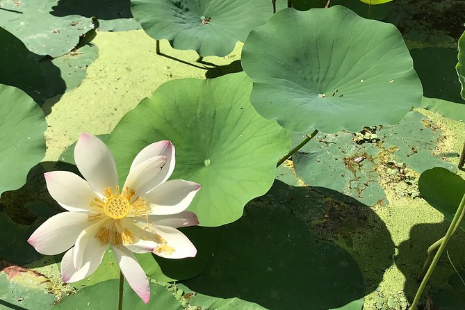Georgetown 7 Curry Tour - The meal on waterlily leaves