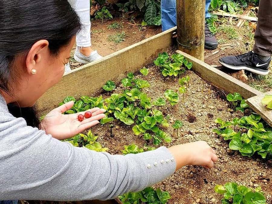 Guatapé & Coffee Farm, all in one day - Guatapé’s streets and painted zócalos
