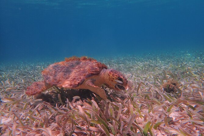Half Day Snorkeling Tour Caye Caulker - Tarpon feeding and the first look below the surface