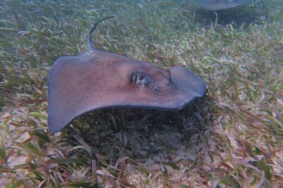 Half Day Snorkeling Tour Caye Caulker