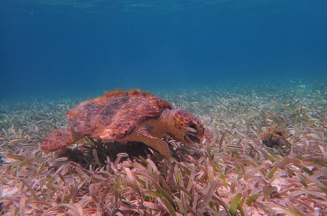 Half Day Snorkeling Tour Caye Caulker - Shark and Ray Alley near the marine reserve
