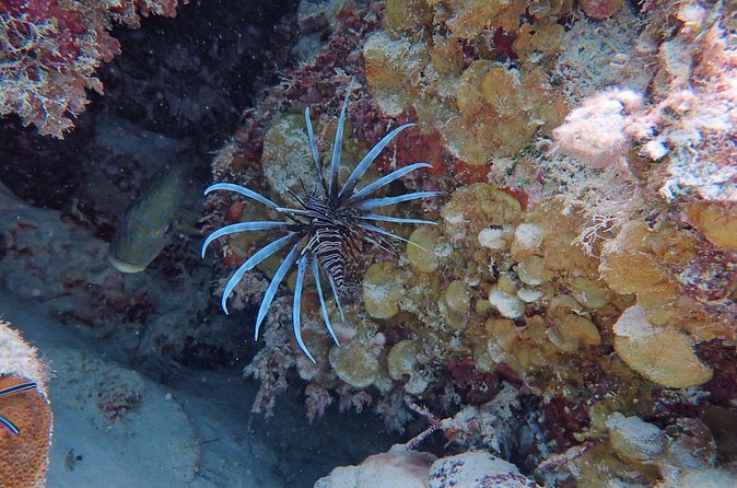 Half Day Snorkeling Tour Caye Caulker - What the $80 price really includes