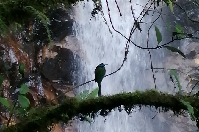 Half Day Waterfall Tour from Medellin - Who Will Enjoy This Tour Most