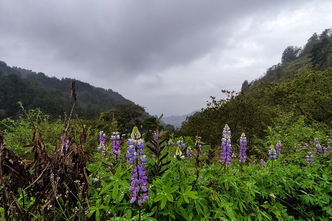 Hiking Mountains and Magical Forests - Native trees, pine forest, and a quieter side of the city