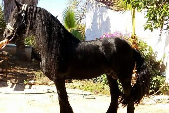 Horseback Riding in Cartagena (Spain) - A 90-minute ride through Calblanque