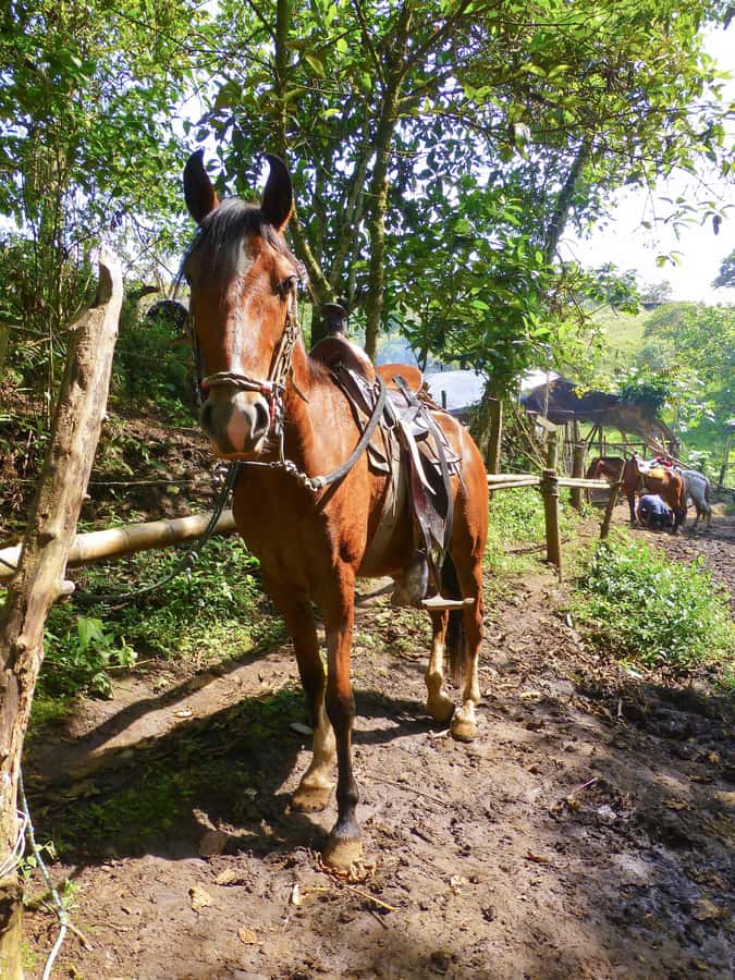 Horseback Riding Tour and visit to Tablón, Chaquira, Pelota - What the four hours are really buying you