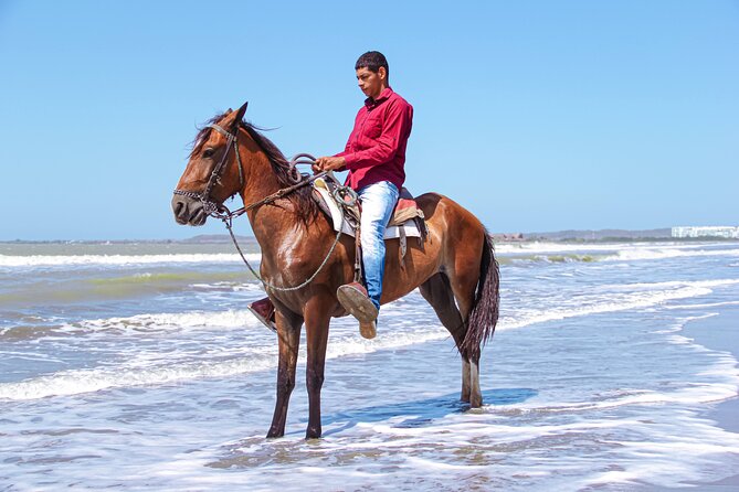 Horseback Riding Tour through the Beaches of Cartagena de Indias - An hour of riding along the shoreline