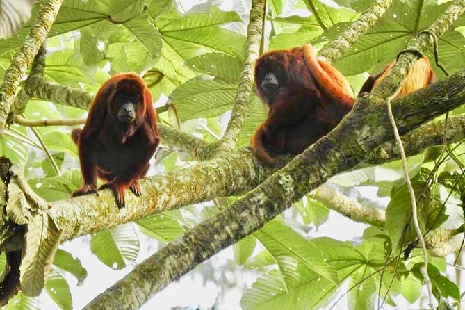 Howler Monkey Tour On The Barba Reserve - Bremen Of Philandia - Key points to know before booking