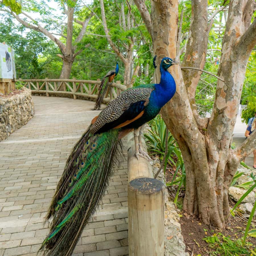 Isla Barú: Beach Club Access and Tour of the National Aviary - What to expect at the National Aviary