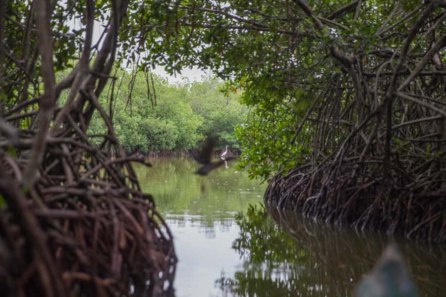 La Boquilla: 3-Hour Canoe Tour through the Mangroves - Key points to know before booking