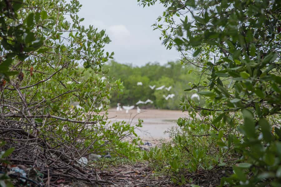 La Boquilla: 3-Hour Canoe Tour through the Mangroves - Who will enjoy this La Boquilla experience?