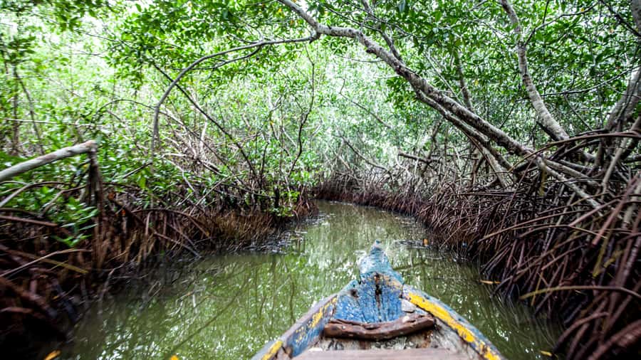 La Boquilla: 3-Hour Canoe Tour through the Mangroves - How much canoe time will you really get?