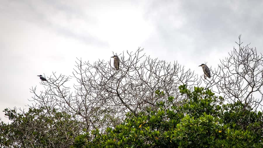 La Boquilla: 3-Hour Canoe Tour through the Mangroves - Is $159 per person a fair price?