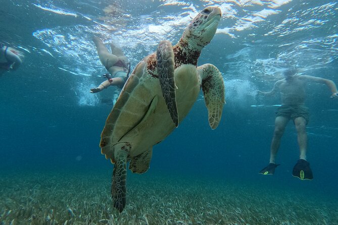 Let's snorkel Hol Chan the Best Marine Reserve in Belize - Why this Caye Caulker snorkel day works well