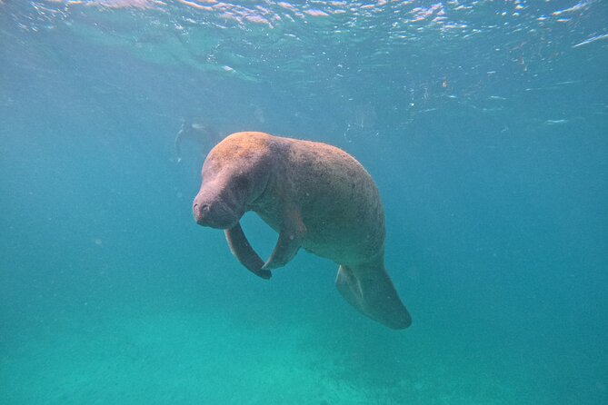 Let's snorkel Hol Chan the Best Marine Reserve in Belize - Hol Chan Channel is the most guided section