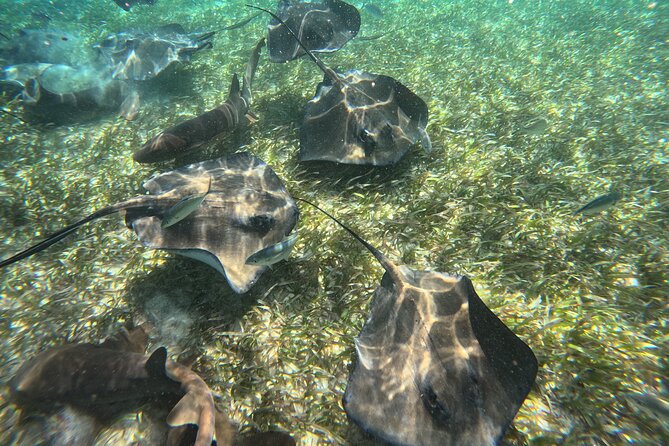 Let's snorkel Hol Chan the Best Marine Reserve in Belize - Lunch, rum punch, and the practical comforts