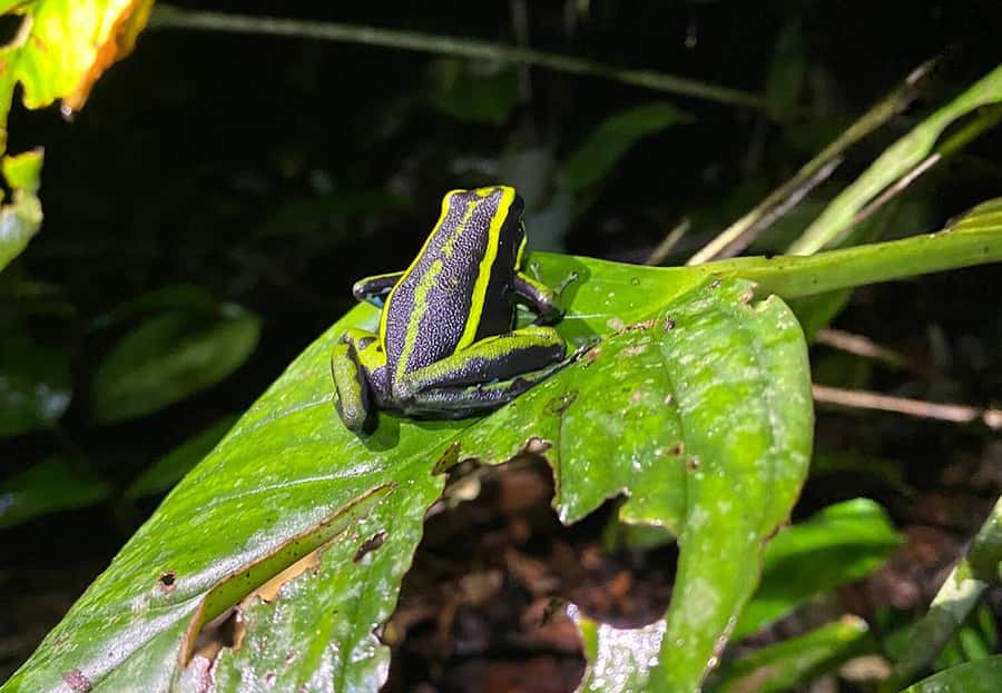 Leticia: Amazing Three Day Jungle Tours - What the $676 Price Really Covers
