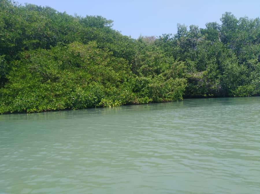 Mangroves, cultural fishing, black heritage town and lunch - Who Will Enjoy This Experience Most?