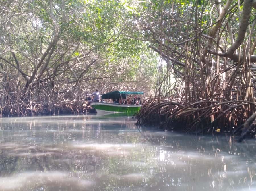 Mangroves, cultural fishing, black heritage town and lunch - Practical Details Before You Go
