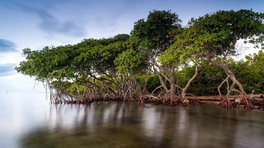 Mangroves, cultural fishing, black heritage town and lunch - Should You Book the La Boquilla Mangrove Tour?