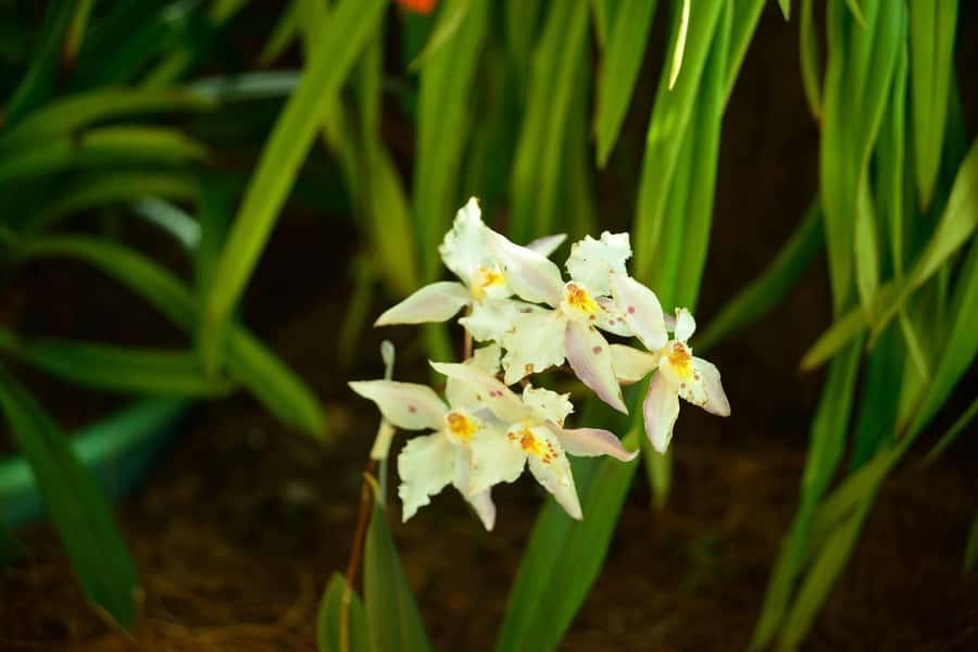 Medellín: Botanical Garden and Arvi Park City Tour - Should you book it?