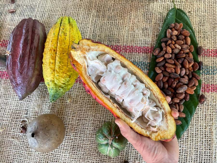 Medellín: Chocolate Tour & Exfoliation in beautiful river - Leaving Medellín for Antioquia’s cacao country