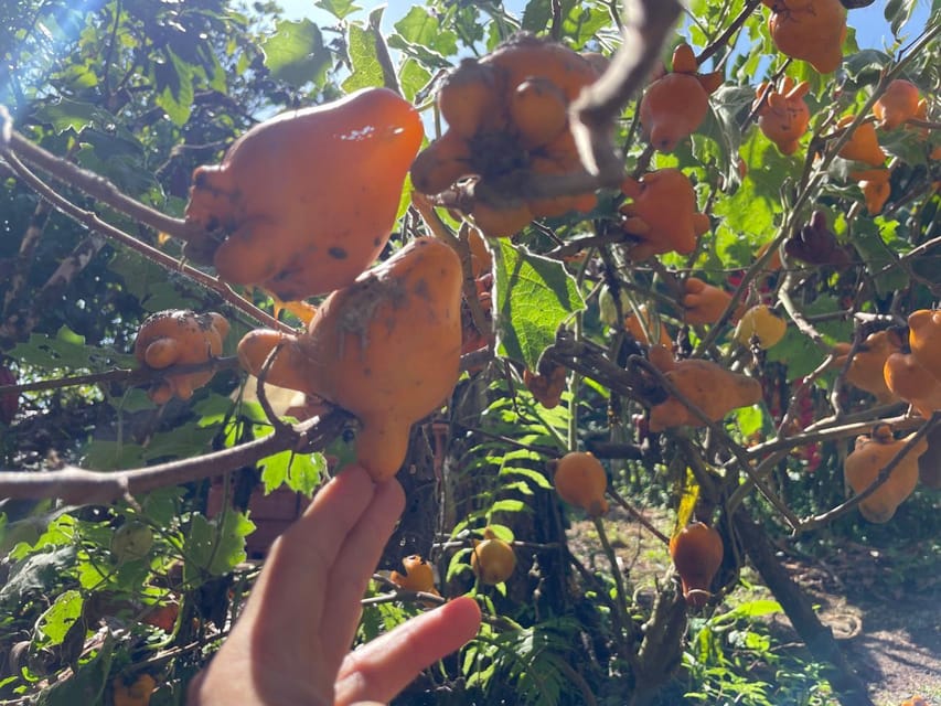 Medellín: Chocolate Tour & Exfoliation in beautiful river - What the $170 price really covers