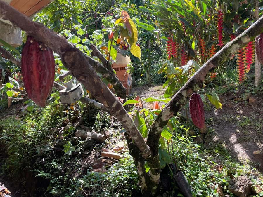 Medellín: Chocolate Tour & Exfoliation in beautiful river - Who should book this day?