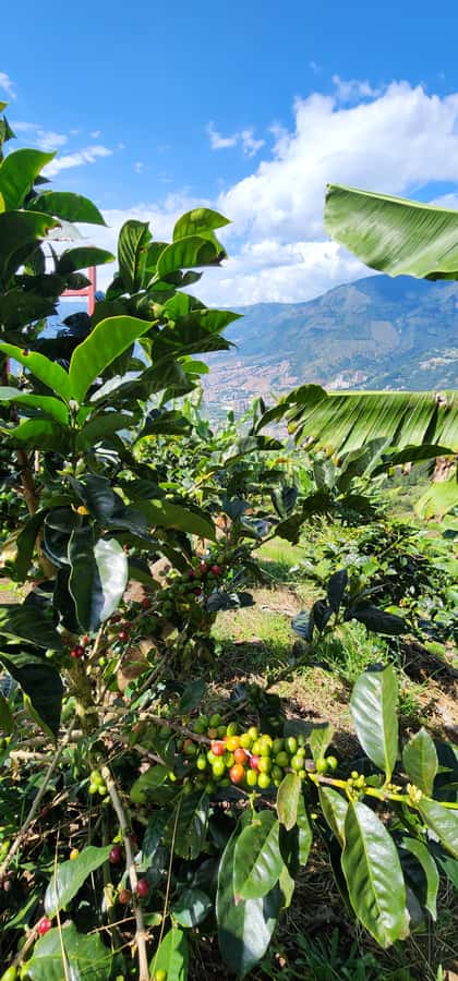 Medellin: Coffee Farm Tour & Spa with Overnight Glamping - A Colombian breakfast before the farm work