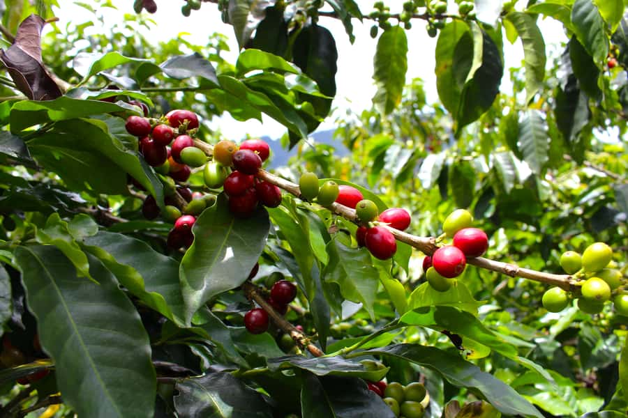 Medellín Coffee Farm Tour with Trolley and Cable Car Ride - The return to San Antonio
