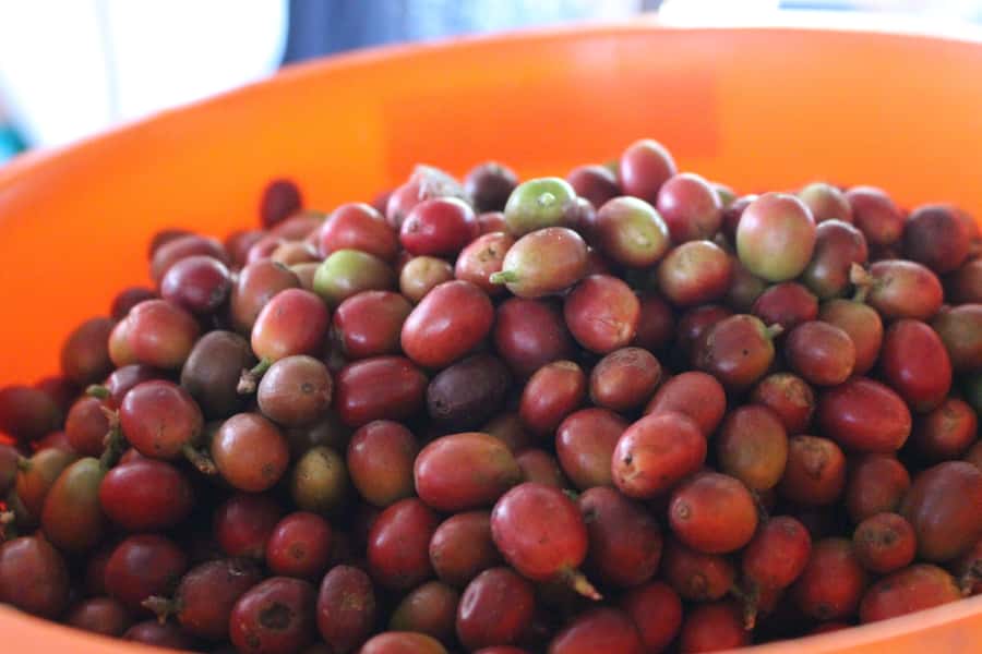 Medellin: Coffee Tour with Hotel Transfers and Meals - Who will enjoy this farm visit most?