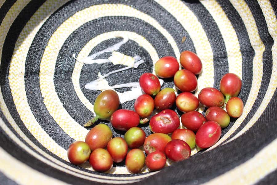 Medellin: Coffee Tour with Hotel Transfers and Meals - Traditional processing, roasting, and milling