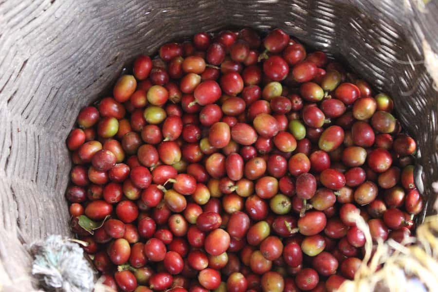 Medellin: Coffee Tour with Hotel Transfers and Meals - Is $70 a good value?