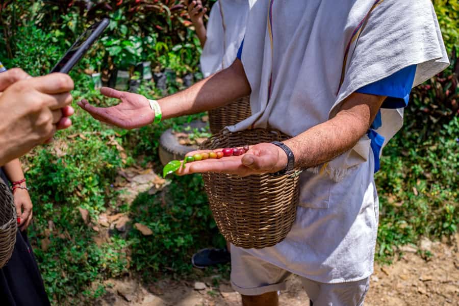 Medellin: Coffee Tour with Transport, Snacks and Tastings - From Medellín to San Sebastián de Palmitas