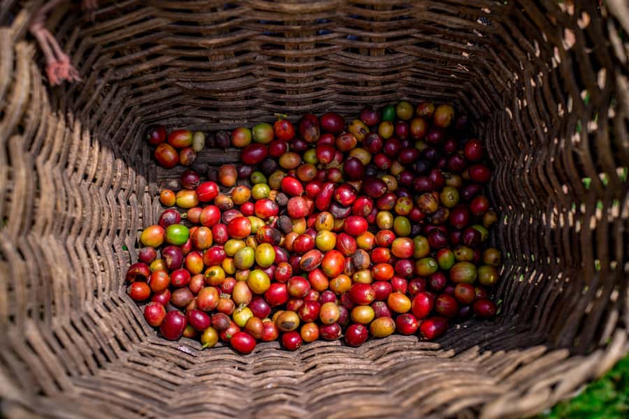 Medellin: Coffee Tour with Transport, Snacks and Tastings - Picking cherries among the coffee plants