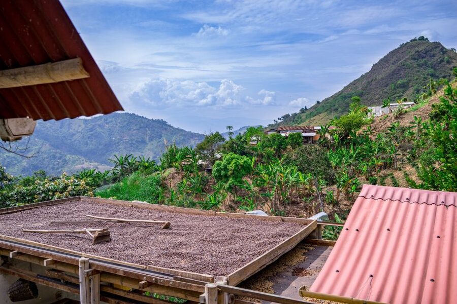 Medellin: Coffee Tour with Transport, Snacks and Tastings - Views, photos, and a slower farm pause
