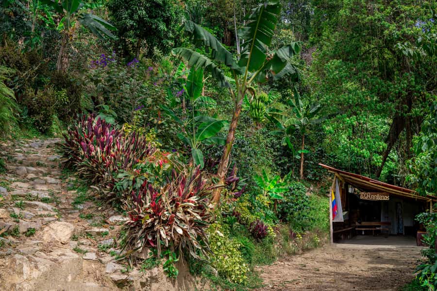 Medellin: Coffee Tour with Transport, Snacks and Tastings - Plantain with panela, then a full paisa lunch