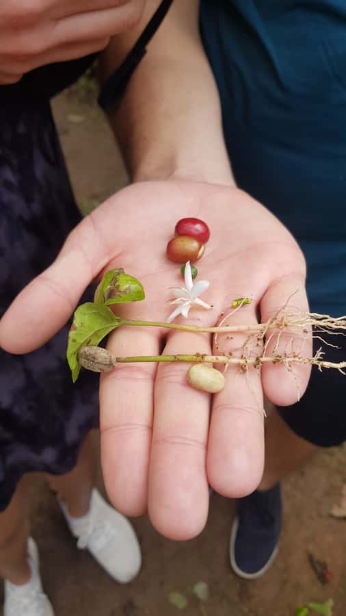 Medellin: Guatape, El Peñol Coffee Farm Private Tour & Fruit - Who should book this Guatapé day trip