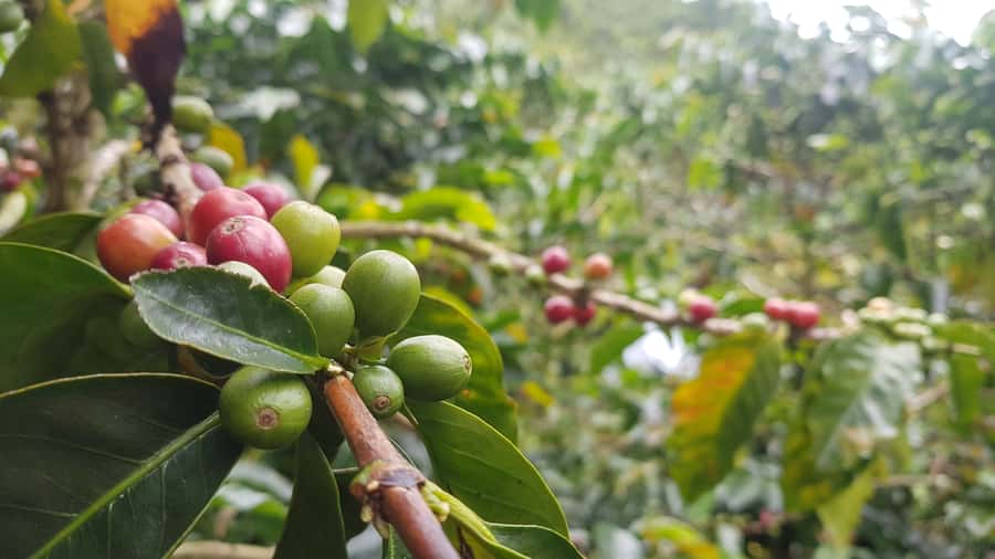 Medellin: Guatape, El Peñol Coffee Farm Private Tour & Fruit - From Medellín to Antioquia’s fruit-growing country
